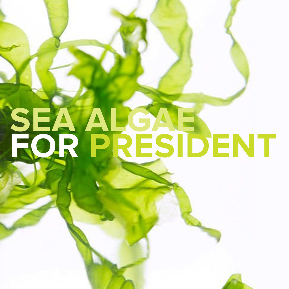 SEA ALGAE FOR PRESIDENT