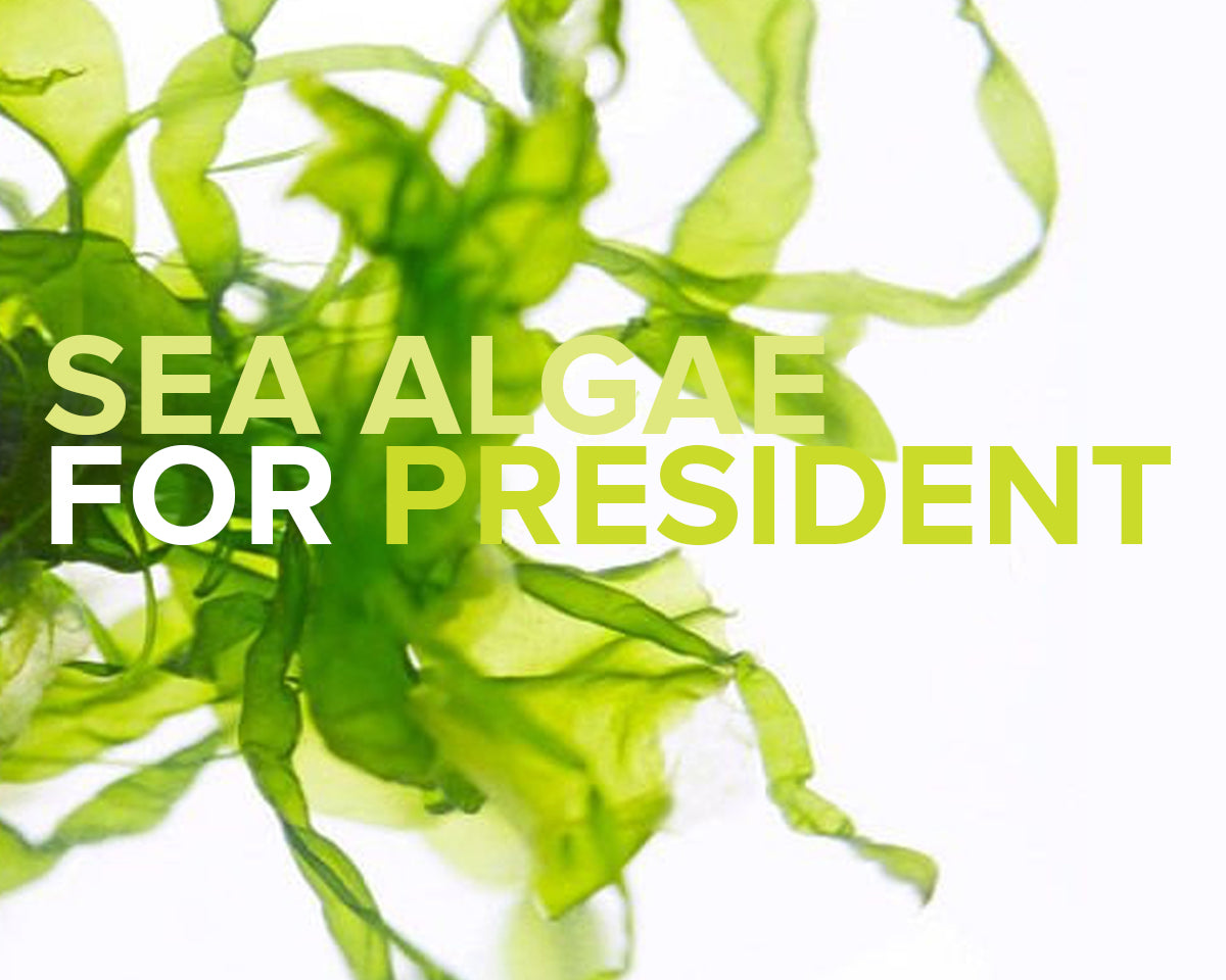 SEA ALGAE FOR PRESIDENT